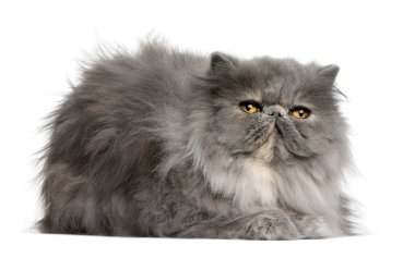 Persian cat, 8 months old, sitting in front of white background clipart