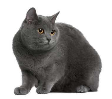 Chartreux cat sitting in front of white background clipart