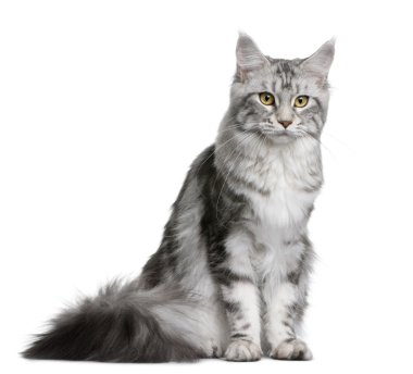 Maine coon, 1 yaşında, beyaz arka plan oturan