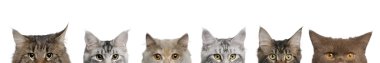Maine coons, 1 year old, lined up in front of white background clipart
