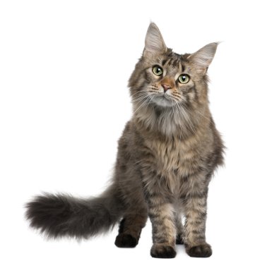 Maine coon, 1 year old, standing in front of white background clipart