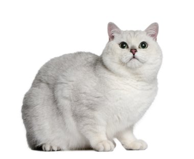 British shorthair cat, 2 years old, sitting in front of white background clipart