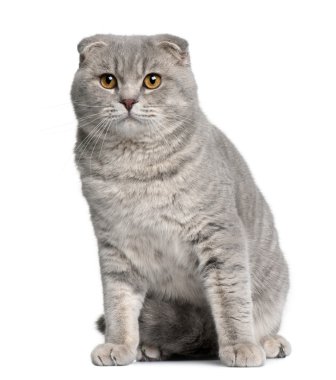 İskoç fold kedi, 8 ay yaşlı, beyaz arka plan oturan