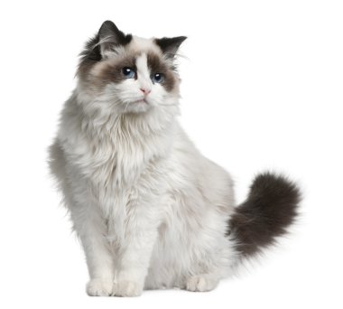 Ragdoll kedi, 7 ay yaşlı, önünde oturan arka plan beyaz.