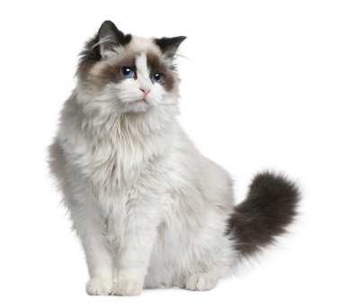 Ragdoll cat, 7 months old, sitting in front of white background clipart