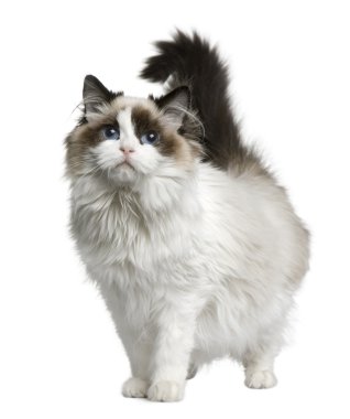 Ragdoll cat, 7 months old, standing in front of white background clipart