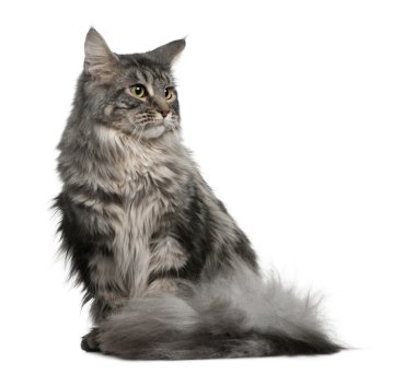 Maine coon, 1 yaşında, beyaz arka plan oturan