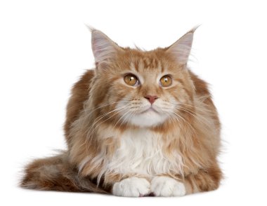 Maine Coon kitten sitting in front of white background clipart