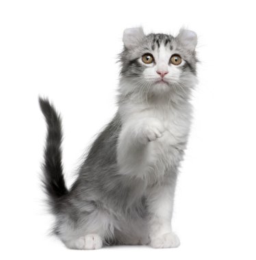 American curl kitten, 11 weeks old, sitting in front of white background clipart