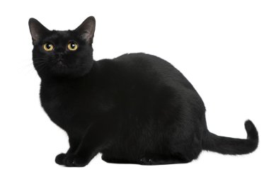 Bombay cat, 8 months old, sitting in front of white background clipart