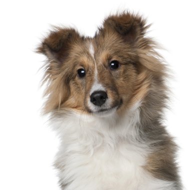 Shetland Sheepdog puppy, 5 months old, in front of white background clipart