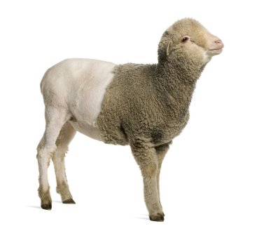 Partially shaved Merino lamb, 4 months old, in front of white background clipart