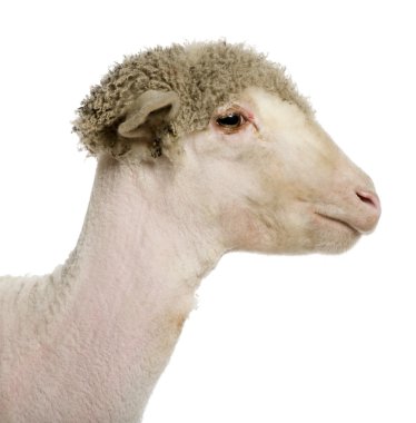 Partially shaved Merino lamb, 4 months old, in front of white background clipart