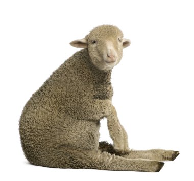 Merino lamb, 4 months old, sitting in front of white background clipart