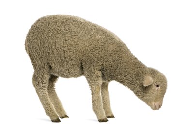 Merino lamb, 4 months old, standing in front of white background clipart