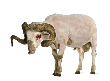 Shaved Arles Merino ram, 1 year old, in front of white background clipart
