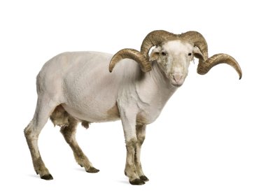 Shaved Arles Merino ram, 1 year old, in front of white background clipart