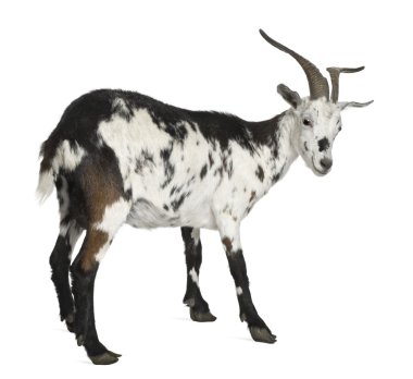Female Rove goat, 3 years old, standing in front of white background clipart