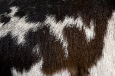 Close-up of Rove goat fur, full frame clipart