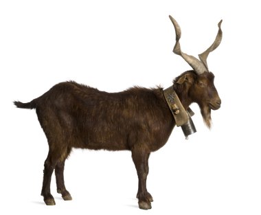 Male Rove goat, 6 years old, in front of white background clipart