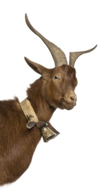 Close-up headshot of Rove goat, 4 years old, standing in front of white background clipart