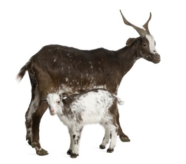 Female Rove goat with young goat drinking underneath in front of white background clipart