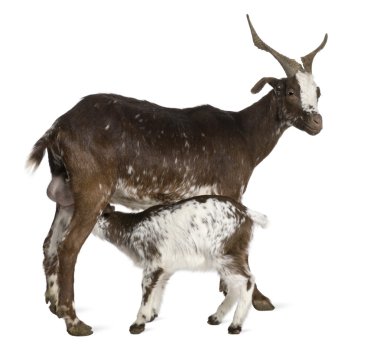Female Rove goat with young goat drinking underneath in front of white background clipart