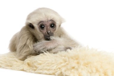 Genç Pileated Gibbon (4 aylık)