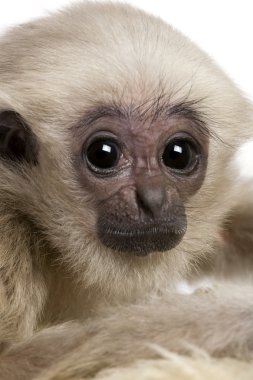 Genç Pileated Gibbon (4 aylık)