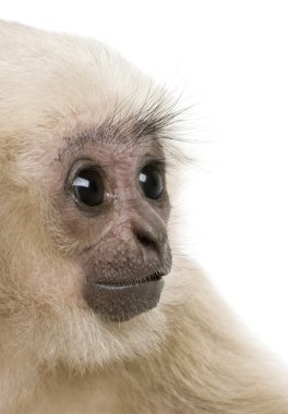 Genç Pileated Gibbon (4 aylık)