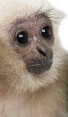 Genç Pileated Gibbon (4 aylık)