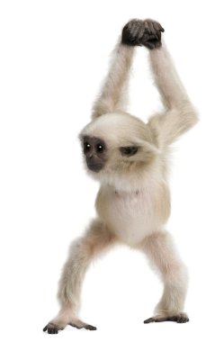 Young Pileated Gibbon (4 months old) clipart