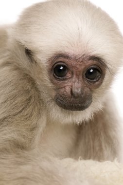 Genç Pileated Gibbon (4 aylık)