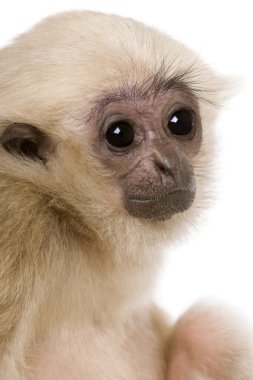 Genç Pileated Gibbon (4 aylık)