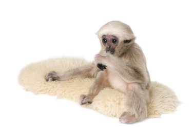 Genç Pileated Gibbon (4 aylık)