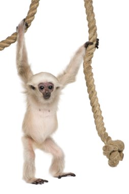 Genç Pileated Gibbon (4 aylık)