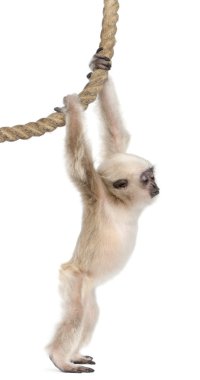 Genç Pileated Gibbon (4 aylık)