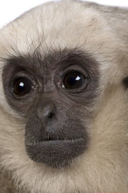 Genç Pileated Gibbon (4 aylık)