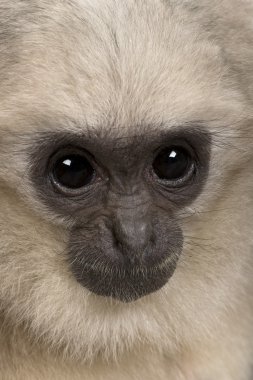 Genç Pileated Gibbon (4 aylık)