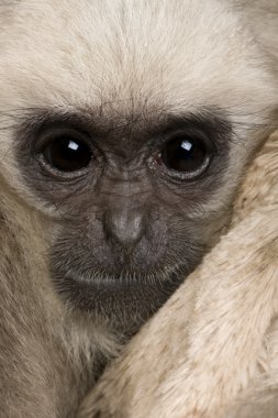 Genç Pileated Gibbon (4 aylık)