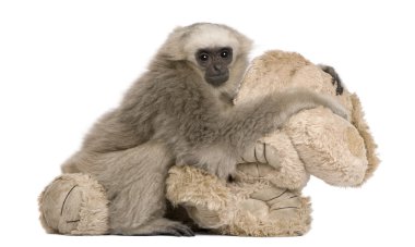 Genç Pileated Gibbon (4 aylık)