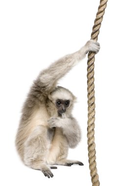 Yakın çekim genç Pileated Gibbon (1 yıl)