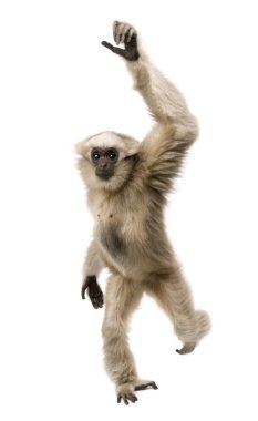 Yakın çekim genç Pileated Gibbon (1 yıl)