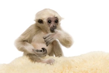 Genç Pileated Gibbon (4 aylık)