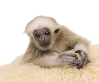 Genç Pileated Gibbon (4 aylık)