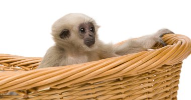 Yakın çekim genç Pileated Gibbon (1 yıl)