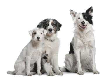 Border collie, 4 years old, Parson Russell Terrier and Australian Shepherd, 4 months old, in front of white background clipart