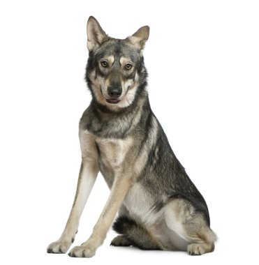 Saarlooswolfhond, 18 months old, sitting in front of white background clipart