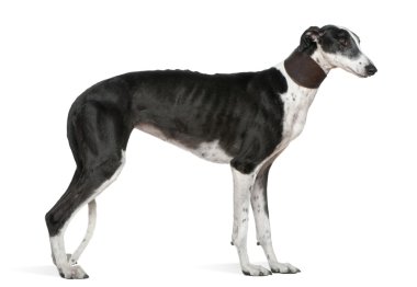 galgo espanol köpek, 5 yıl yaşlı, beyaz arka plan duran