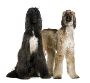iki afghan hounds, 1 ve 2 yıl yaşlı, beyaz arka plan